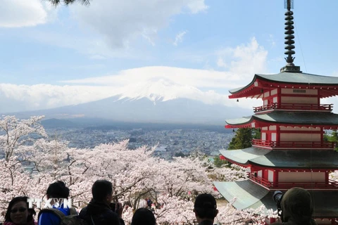 Khách du lịch ngắm hoa anh đào ở Nhật Bản. (Ảnh: Kyodo News)