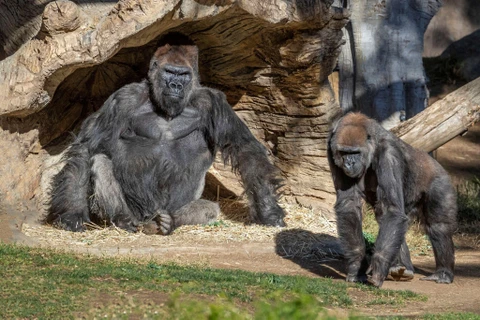 Một số con khỉ đột tại Sở thú San Diego đã xét nghiệm dương tính với Covid-19 vào tháng 1. (Ảnh: San Diego Zoo Global.)