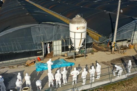 Nhân viên kiểm dịch tiến hành tiêu hủy gia cầm tại một ổ dịch ở trang trại thuộc Naju, tỉnh Nam Jeolla, Hàn Quốc ngày 8/12/2020. (Ảnh: Yonhap/TTXVN)