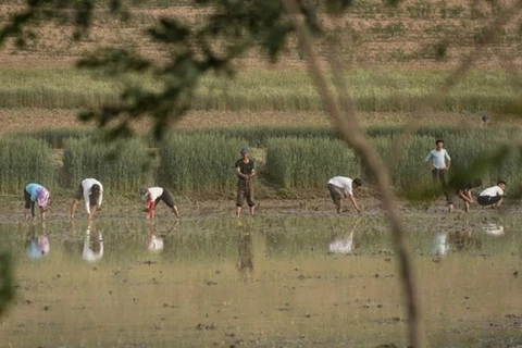 Hình ảnh cấy lúa của người nông dân Triều Tiên . (Nguồn: AFP) 