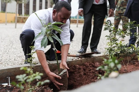 Thủ tướng Ethiopia Abiy Ahmet tham gia trồng cây xanh cùng người dân.(Ảnh: The Guardian)
