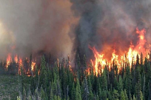 Tại tỉnh British Columbia, từ đầu mùa đến nay, 1.145 đám cháy đã thiêu rụi hơn 3.000 km2 rừng.(Nguồn: CBC.ca)
