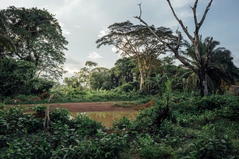 Một góc rừng nhiệt đới tại Cộng hòa Dân chủ Congo. (Ảnh: DeAgostini/Getty Images)