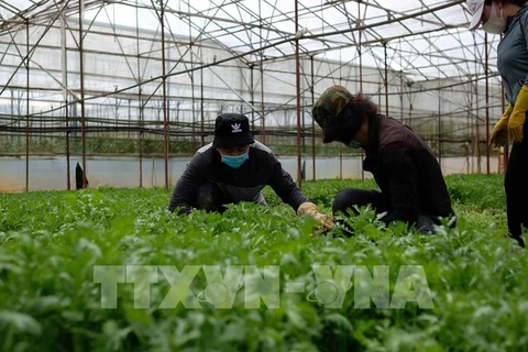Người dân thành phố Đà Lạt thu hoạch rau xanh. (Ảnh: Nguyễn Dũng/TTXVN)