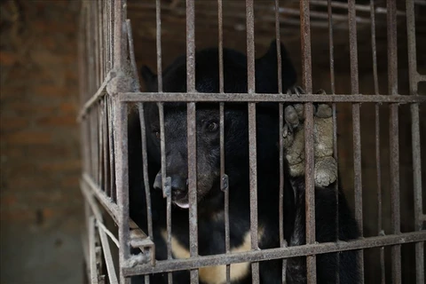  Cứu hộ cá thể gấu cuối cùng bị nuôi nhốt tại Sơn La. (Ảnh: ĐVCC)