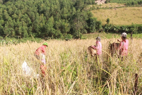 Bà con, họ hàng đổi công tuốt lúa rẫy cho nhau để thu hoạch vụ mùa được nhanh và tránh lúa chín rụng trên rẫy. (Ảnh: Phan Sáu/TTXVN)