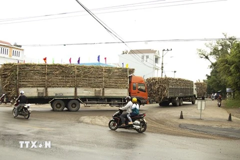 Hàng đoàn xe chở nguyên liệu mía quá khổ, quá tải về Nhà máy Đường An Khê. (Ảnh: Quang Thái/TTXVN) 