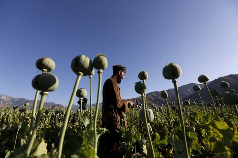 Nhiều nông dân Afghianistan đã quá quen với tập quán canh tác cây thuốc phiện. (Ảnh: Reuters)