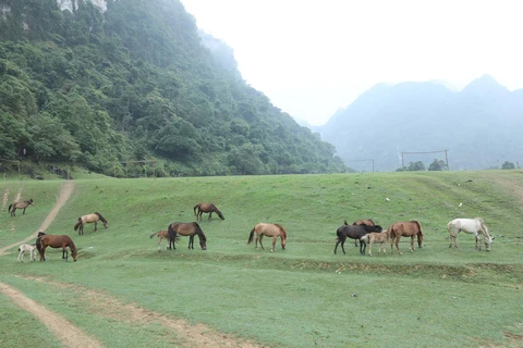 Đàn ngựa được chăn thả tự do trên Thảo nguyên Đồng Lâm. (Ảnh: Anh Tuấn/TTXVN) 