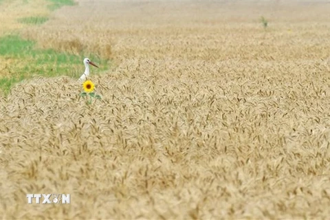 Một cánh đồng lúa mỳ ở làng Mala Dyvitsya, Ukraine. (Ảnh: AFP/TTXVN) 