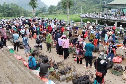 Khu vực chợ lợn San Thàng nhộn nhịp người bán, người mua. (Ảnh: Nguyễn Oanh/TTXVN)