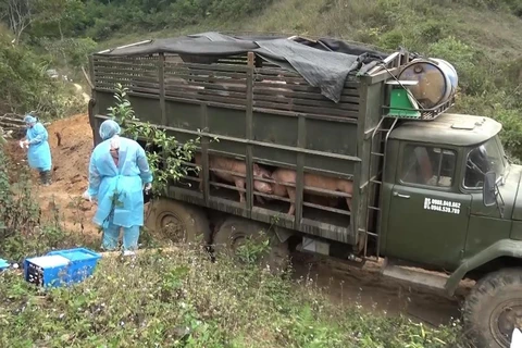 Đồn Biên phòng Chiềng On thuộc Bộ đội Biên phòng tỉnh Sơn La phối hợp với lực lượng chức năng huyện Yên Châu, tỉnh Sơn La tiến hành tiêu hủy toàn bộ số lợn vận chuyển trái phép từ Lào vào Việt Nam. (Ảnh: TTXVN phát) 