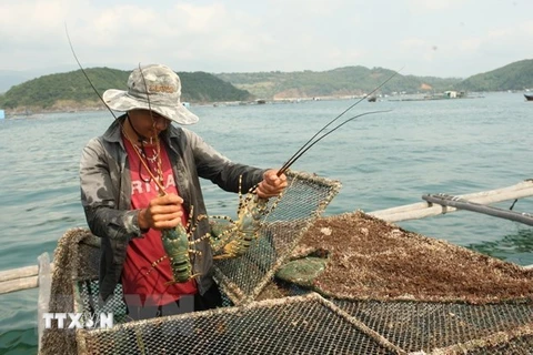 Khánh Hòa xuất khẩu hàng trăm tấn tôm hùm mỗi ngày