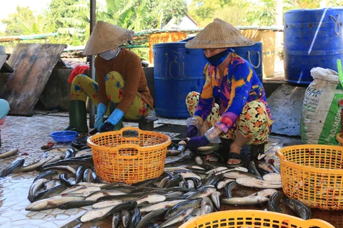 Công nhân làm sạch cá lóc để chế biến thành cá khô phục vụ thị trường Tết.(Ảnh: Nhựt An/TTXVN)
