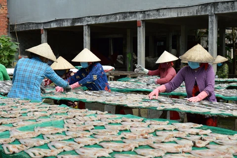 Nhiều hộ sản xuất cá khô ở Làng khô Phú Thọ đang chuẩn bị cho thị trường Tết.(Ảnh: Nhựt An/TTXVN) 