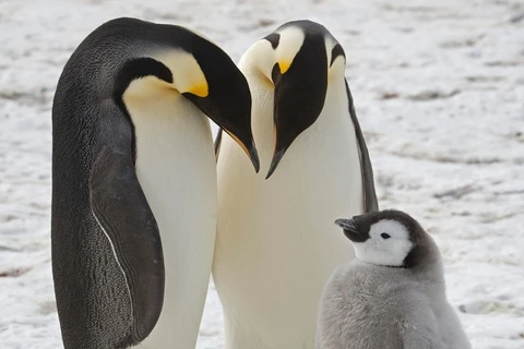 Chim cánh cụt hoàng đế là loài chim cánh cụt duy nhất sinh sản trên băng biển, khiến chúng đặc biệt dễ bị tổn thương khi khí hậu nóng lên. (Ảnh: BAS.)
