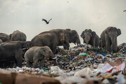 Những con voi đang tìm thức ăn trên bãi rác ở Ampara, Sri Lanka. Ảnh: NY Post 