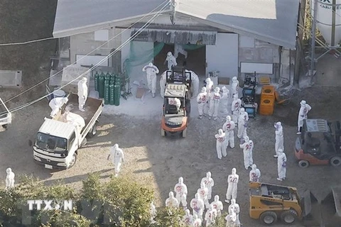 Nhân viên kiểm dịch tiêu hủy gia cầm sau khi phát hiện ổ dịch tại một trang trại ở Hiroshima, Nhật Bản. (Ảnh: Kyodo/TTXVN) 