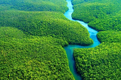 Pháp cam kết đóng góp thêm hơn 100 triệu USD cho bảo vệ rừng nhiệt đới