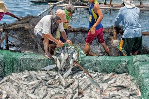 Chính phủ Philippines cấm đánh bắt cá do sự cố tràn dầu