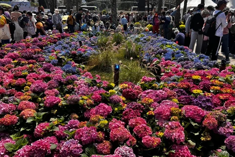 Ngập tràn sắc màu tại triển lãm hoa đặc biệt ở xứ Cảng Thơm