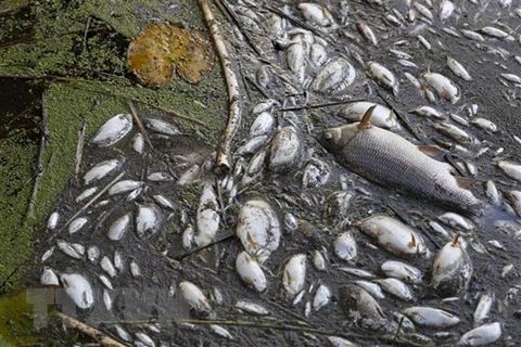 Cá chết hàng loạt ảnh hưởng nặng đến môi trường ở Australia
