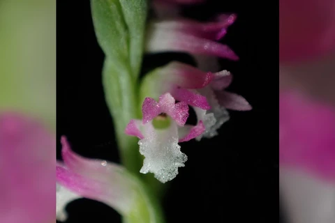 Loài phong lan kỳ lạ với những bông hoa mong manh như thủy tinh 