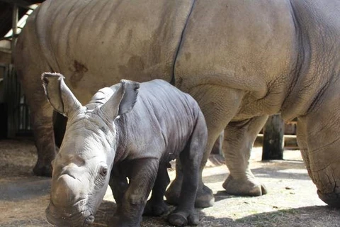 Vườn thú tại Australia chào đón tê giác trắng con đầu tiên sau 10 năm