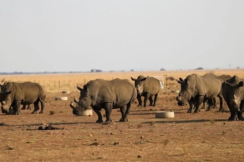 Đấu giá trang trại bảo tồn tê giác lớn nhất thế giới thất bại