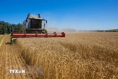 Cần gia hạn thỏa thuận hạn chế nhập khẩu ngũ cốc Ukraine 