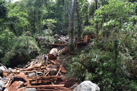 Lai Châu: Tạm giữ hình sự 8 đối tượng trong vụ phá rừng phòng hộ