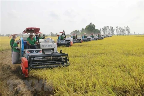 Đảm bảo bình ổn thị trường gạo ở Thành phố Hồ Chí Minh