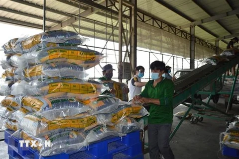 Xuất khẩu gạo 8 tháng đạt cao nhất từ trước đến nay