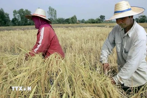 Nông dân thu hoạch lúa trên cánh đồng ở tỉnh Roi Et, Thái Lan. (Ảnh: AFP/TTXVN)