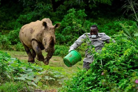 Tê giác tấn công một nhân viên vườn thú. (Nguồn: Reuters)