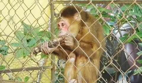 Cá thể khỉ mặt đỏ là loại động vật thuộc danh mục động vật rừng quý hiếm cần được bảo vệ. (Ảnh: TTXVN phát)