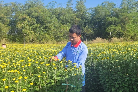 Vườn hoa của gia đình anh Nguyễn Ngọc Trà, ngụ xã Láng Lớn, huyện Châu Đức, đến nay mới tiêu thụ gần hết dù giá đã giảm khá nhiều. (Ảnh: Hoàng Nhị/TTXVN)