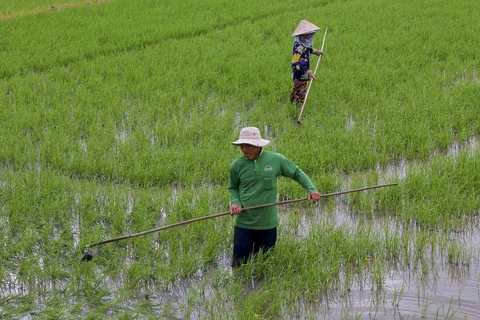 Ảnh minh họa.( Nguồn: Duy Khương/TTXVN) 