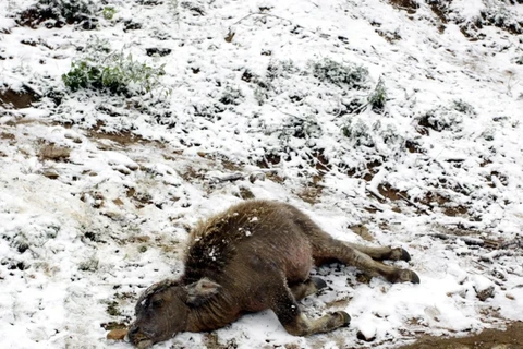 Gia súc bị chết do rét đậm, rét hại tại Sa Pa. (Ảnh: Quỳnh Trang/TTXVN) 