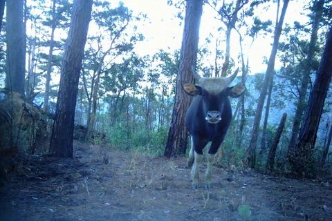 Bò tót được thiết bị bẫy ảnh chụp được trong rừng tự nhiên của Vườn quốc gia Phước Bình, tỉnh Ninh Thuận. (Ảnh: TTXVN phát) 