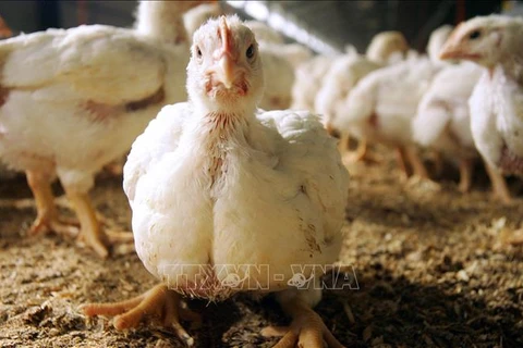Một trang trại gà tại Verona, Italy. (Ảnh: AFP/TTXVN)