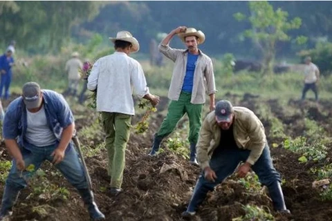 Nông dân Cuba đang gieo trồng khoai lang. (Nguồn: AFP) 