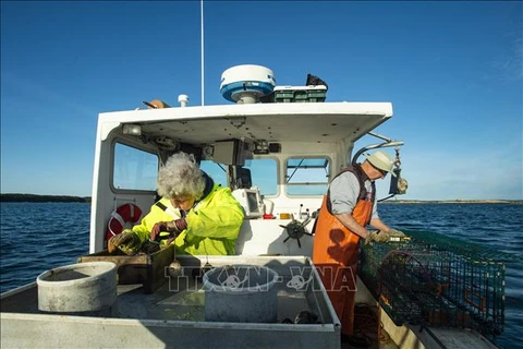 Ngư dân đánh bắt hải sản ở Vịnh Penobscot, tiểu bang Maine, Mỹ. (Ảnh: AFP/TTXVN)