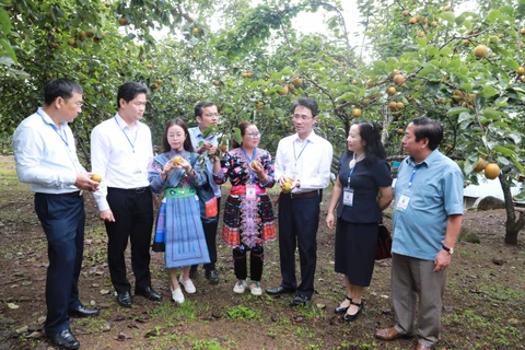 Các đại biểu được nghe người dân bản địa giới thiệu về quá trình trồng, phát triển cây lê. (Ảnh: Quý Trung /TTXVN)