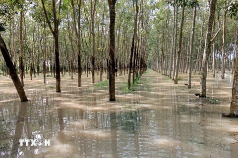 Khoảng 12,5ha cao su của nhiều hộ dân ở khu vực ấp Mương Đào, xã Long Nguyên, huyện Bàu Bàng, tỉnh Bình Dương bị ngập cục bộ. (Ảnh: Huyền Trang/TTXVN)