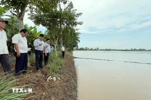 Nhiều diện tích lúa bị ngập sâu sau cơn mưa lớn kéo dài trên địa bàn tỉnh Bạc Liêu, ngày 2/11. (Ảnh: Chanh Đa/TTXVN) 