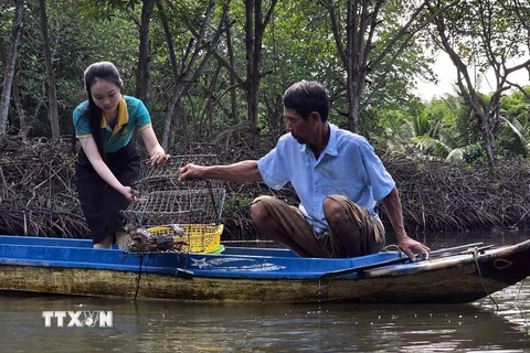 Khách du lịch trải nghiệm đặt lú bắt cua dưới vuông tôm tại điểm du lịch cộng đồng của ông Trần Văn Hướng (ấp Cồn Mũi, xã Đất Mũi, huyện Ngọc Hiển, Cà Mau). (Ảnh: Kim Há /TTXVN)