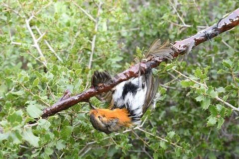 Một chú chim trúng bẫy bằng keo dính ở Pháp. (Nguồn: theguardian.com)