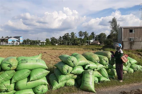 ​Giá lúa tại Long An hiện còn 4.400 đồng/kg. (Ảnh: Đức Hạnh/TTXVN)