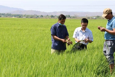 Ngành nông nghiệp tỉnh Gia Lai kiểm tra giống nhằm nâng cao chất lượng lúa, gạo trên địa bàn huyện Phú Thiện. (Ảnh: Hồng Điệp/TTXVN)